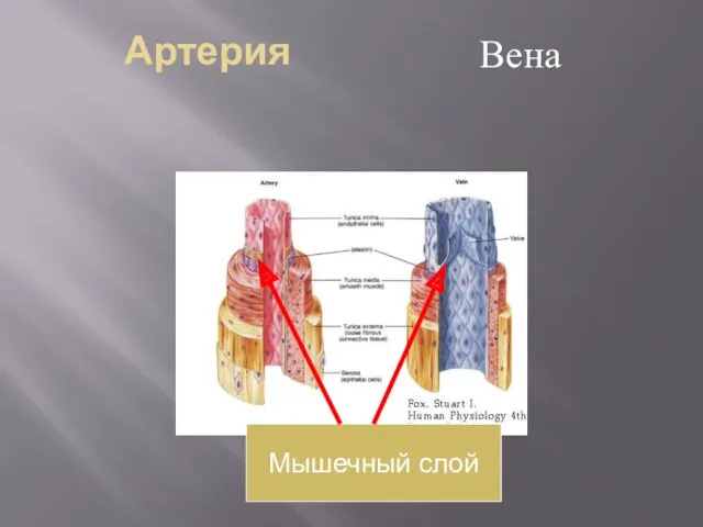 Артерия Вена Мышечный слой