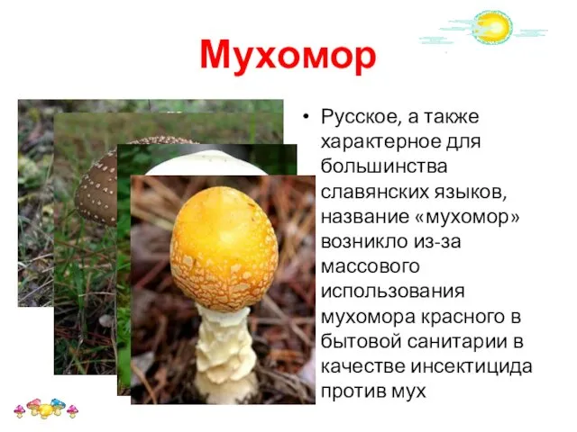 Мухомор Русское, а также характерное для большинства славянских языков, название «мухомор» возникло из-за