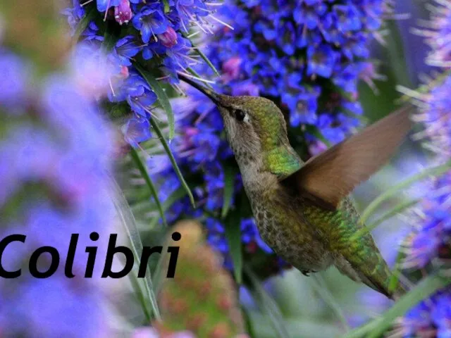 Colibri. Птица колибри