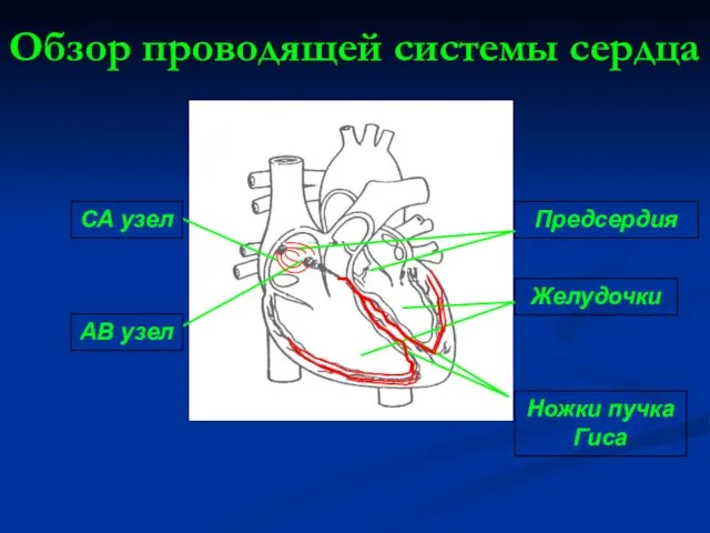 Предсердия Желудочки Ножки пучка Гиса АВ узел СА узел Обзор проводящей системы сердца