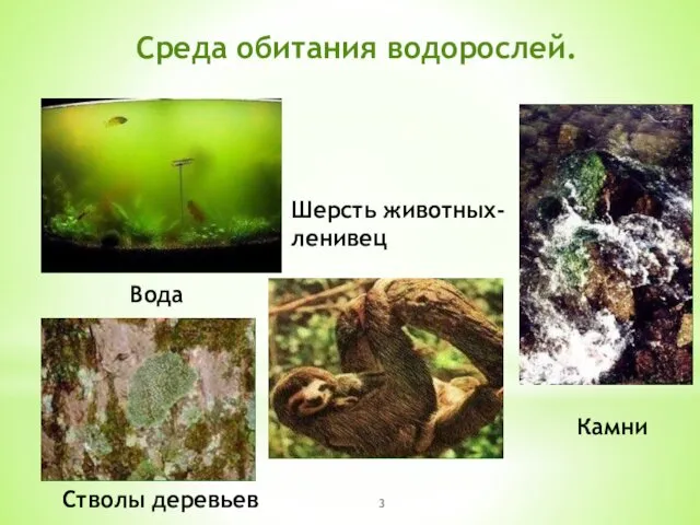 Среда обитания водорослей. Вода Стволы деревьев Камни Шерсть животных- ленивец