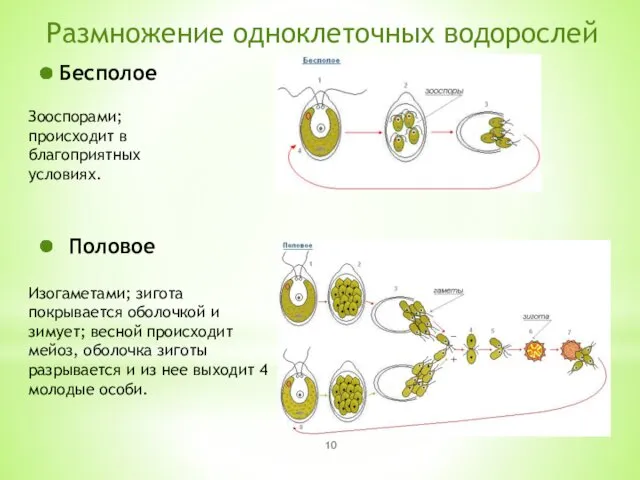 Размножение одноклеточных водорослей Бесполое Половое Зооспорами; происходит в благоприятных условиях.