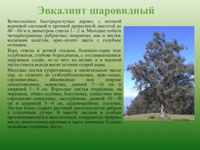Эвкалипт шаровидный Вечнозелёное быстрорастущее дерево, с мощной корневой системой и