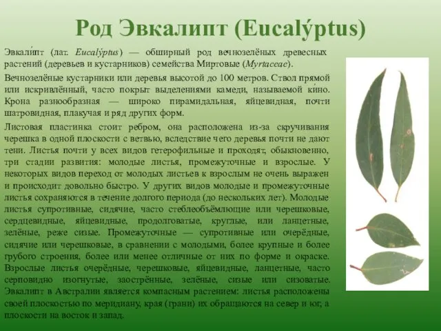 Род Эвкалипт (Eucalýptus) Эвкали́пт (лат. Eucalýptus) — обширный род вечнозелёных