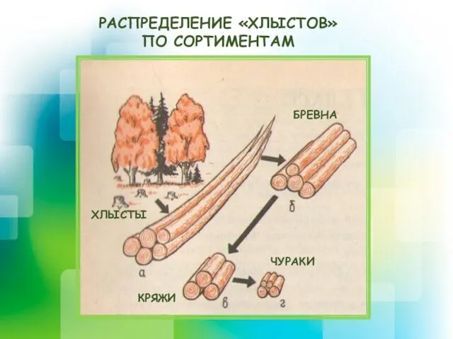 РАСПРЕДЕЛЕНИЕ «ХЛЫСТОВ» ПО СОРТИМЕНТАМ ХЛЫСТЫ БРЕВНА ЧУРАКИ КРЯЖИ