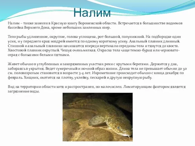 Налим Налим – также занесен в Красную книгу Воронежской области.