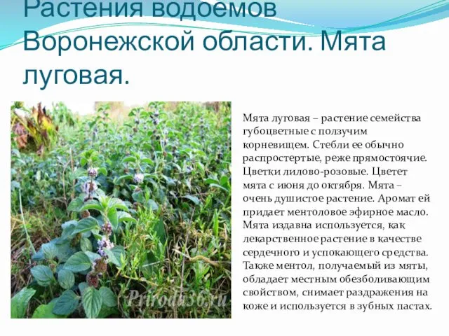 Растения водоемов Воронежской области. Мята луговая. Мята луговая – растение