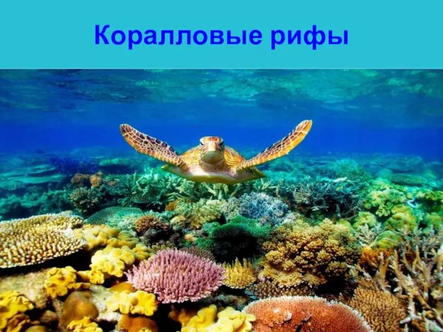 Коралловые рифы