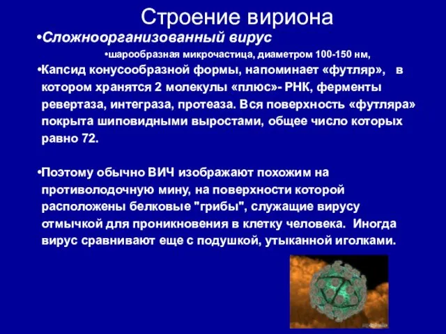 Сложноорганизованный вирус шарообразная микрочастица, диаметром 100-150 нм, Капсид конусообразной формы,