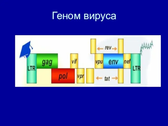 Геном вируса