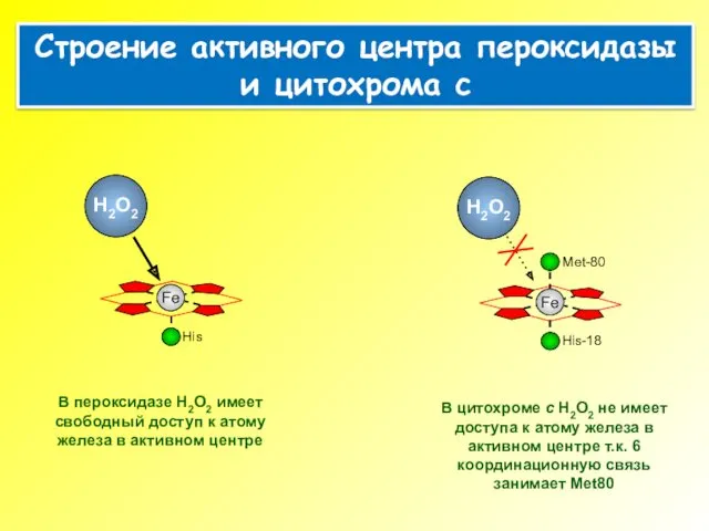В пероксидазе H2O2 имеет свободный доступ к атому железа в активном центре В