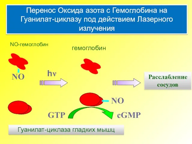 Гуанилат-циклаза гладких мышц Расслабление сосудов NO-гемоглобин Перенос Оксида азота с Гемоглобина на Гуанилат-циклазу