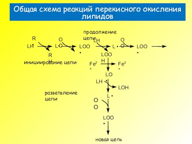 Общая схема реакций перекисного окисления липидов