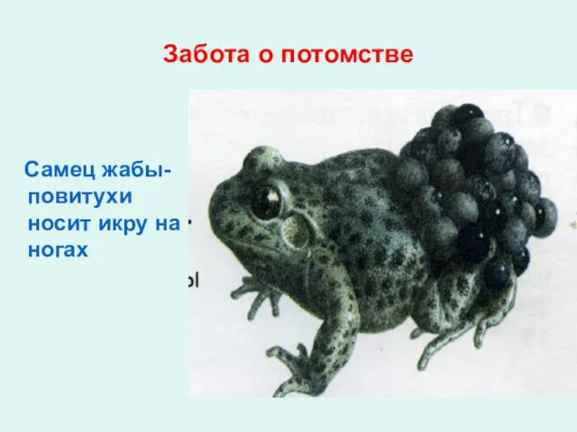 Забота о потомстве Самец жабы-повитухи носит икру на ногах