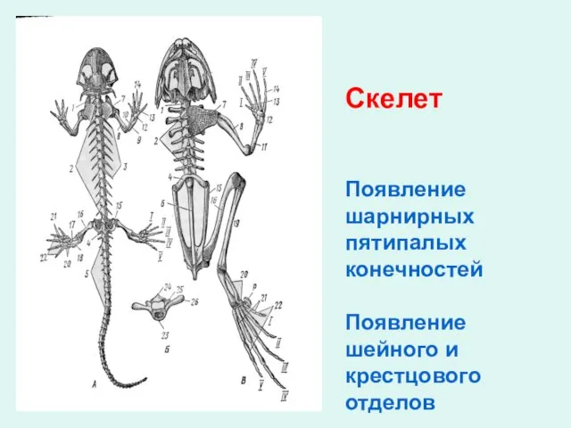 Скелет Скелет Появление шарнирных пятипалых конечностей Появление шейного и крестцового отделов