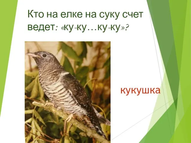 кукушка Кто на елке на суку счет ведет: «ку-ку…ку-ку»?