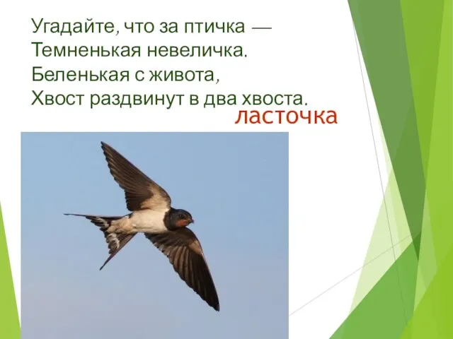 Угадайте, что за птичка — Темненькая невеличка. Беленькая с живота, Хвост раздвинут в два хвоста. ласточка