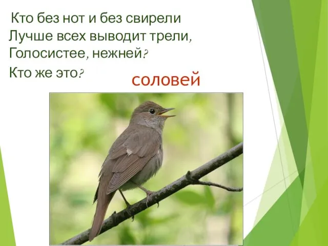 Кто без нот и без свирели Лучше всех выводит трели, Голосистее, нежней? Кто же это? соловей