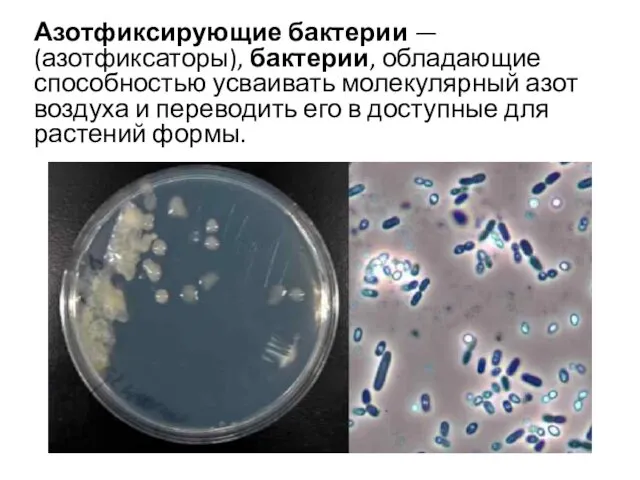 Азотфиксирующие бактерии — (азотфиксаторы), бактерии, обладающие способностью усваивать молекулярный азот