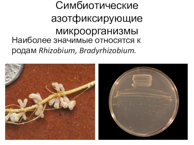 Симбиотические азотфиксирующие микроорганизмы Наиболее значимые относятся к родам Rhizobium, Bradyrhizobium.