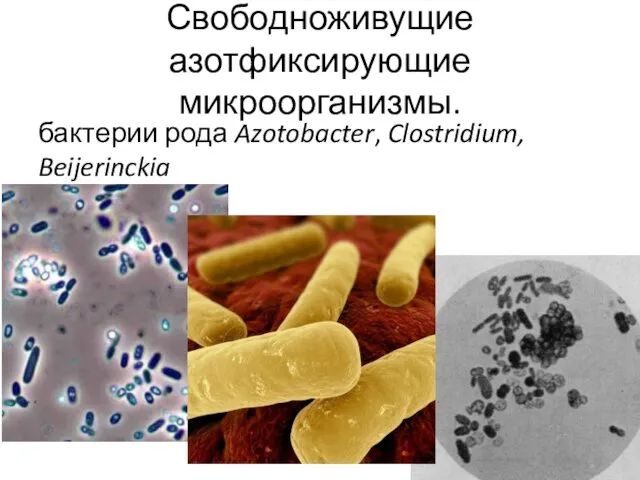 Свободноживущие азотфиксирующие микроорганизмы. бактерии рода Azotobacter, Clostridium, Beijerinckia