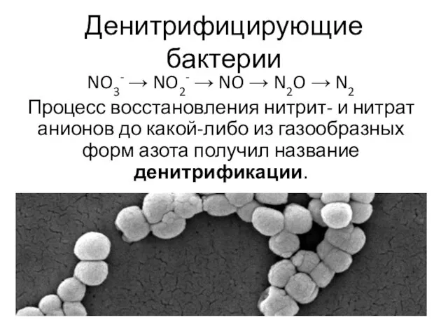 Денитрифицирующие бактерии NO3- → NO2- → NO → N2O →