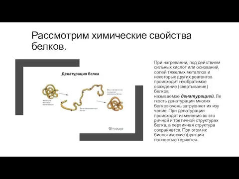 Рассмотрим химические свойства белков. При нагревании, под действием сильных кислот