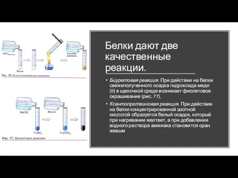 Белки дают две качественные реакции. Биуретовая реакция. При действии на