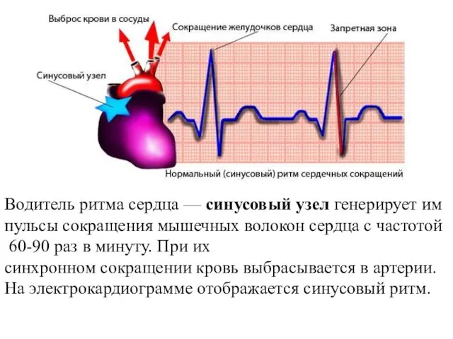Водитель ритма сердца — синусовый узел генерирует импульсы сокращения мышечных