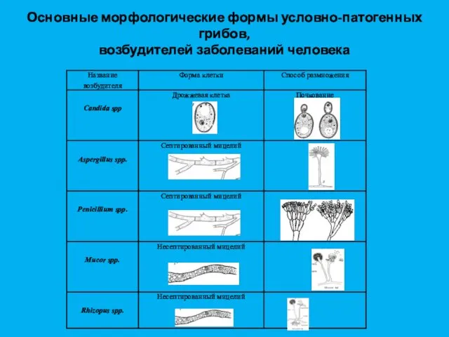 Основные морфологические формы условно-патогенных грибов, возбудителей заболеваний человека