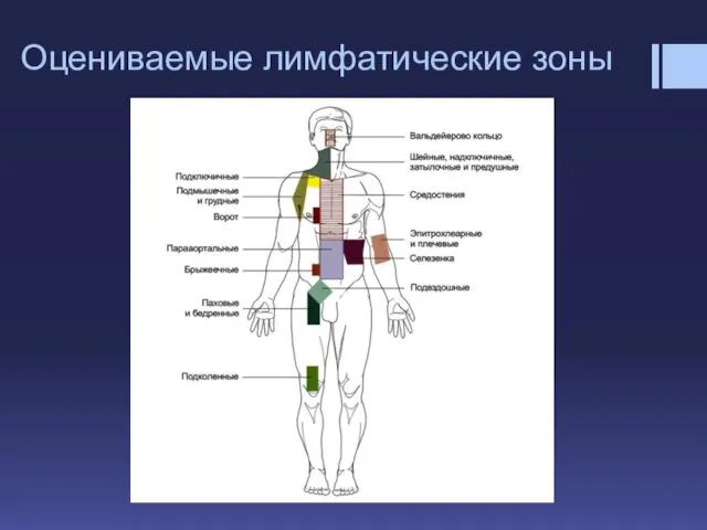 Оцениваемые лимфатические зоны