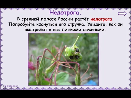 Недотрога. В средней полосе России растёт недотрога. Попробуйте коснуться его