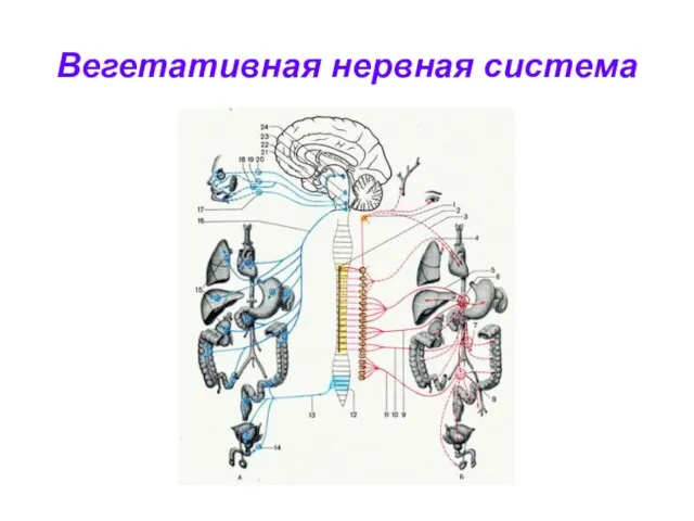 Вегетативная нервная система