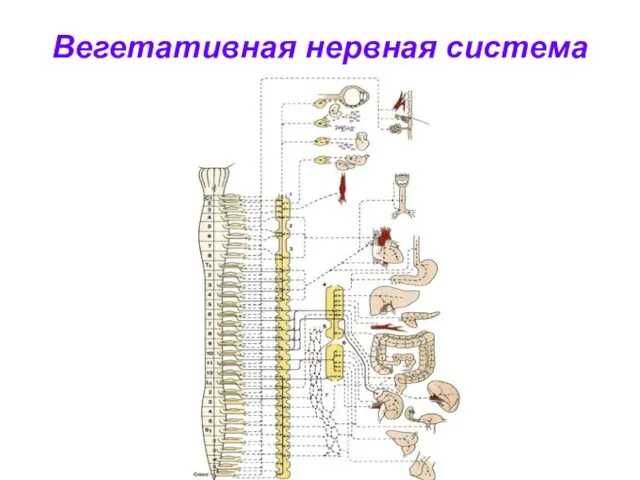 Вегетативная нервная система