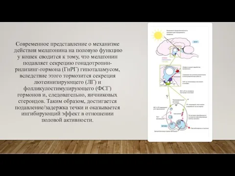 Современное представление о механизме действия мелатонина на половую функцию у