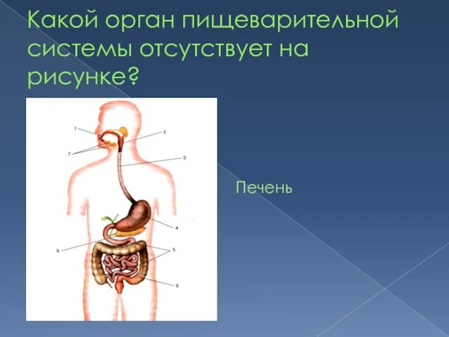 Какой орган пищеварительной системы отсутствует на рисунке? Печень