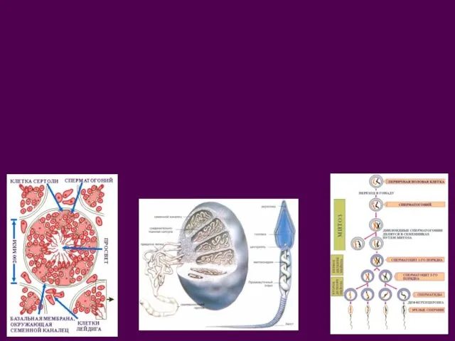 Сперматогенная функция яичка Образование сперматозоидов происходит только в извитых семенных