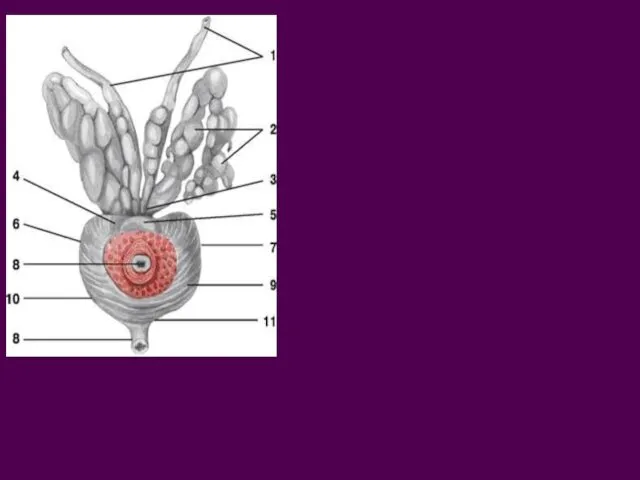 Предстательная железа, Семенные пузырьки: 1. Семявыносящие протоки 2. Семенные пузырьки