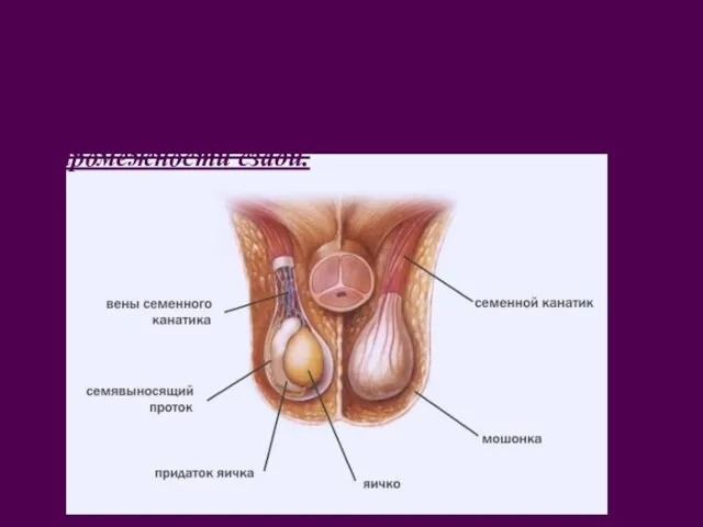 МОШОНКА, scrotum, представляет собой кожно-соединительнотканно-мышечное вместилище для яичек, расп-ное м\у
