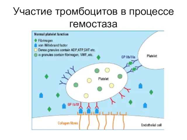 Участие тромбоцитов в процессе гемостаза