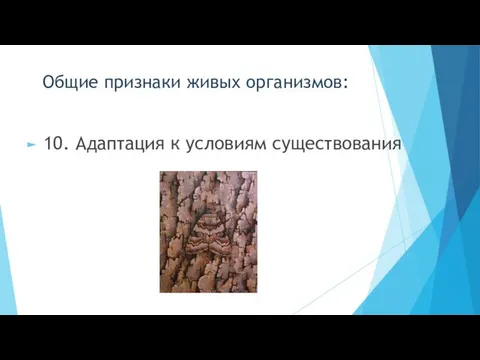 Общие признаки живых организмов: 10. Адаптация к условиям существования