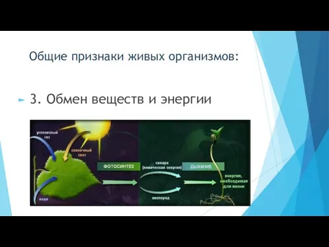 Общие признаки живых организмов: 3. Обмен веществ и энергии