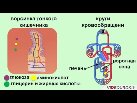 ворсинка тонкого кишечника глюкоза аминокислота глицерин и жирные кислоты круги кровообращения воротная вена печень