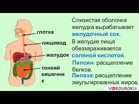 глотка пищевод желудок Слизистая оболочка желудка вырабатывает желудочный сок. В