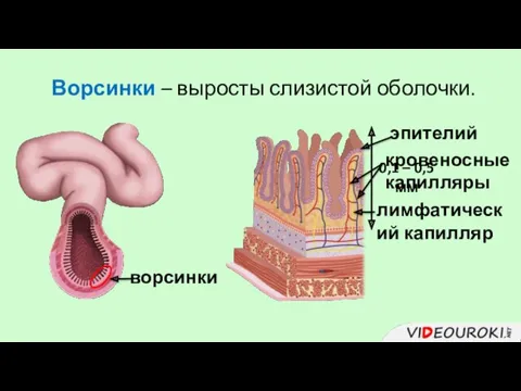 ворсинки Ворсинки – выросты слизистой оболочки. 0,1 – 0,5 мм эпителий лимфатический капилляр кровеносные капилляры