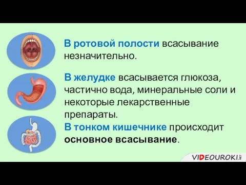 В ротовой полости всасывание незначительно. В желудке всасывается глюкоза, частично