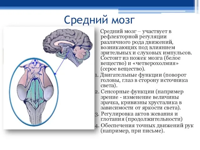 Средний мозг Средний мозг – участвует в рефлекторной регуляции различного