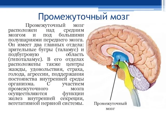 Промежуточный мозг Промежуточный мозг расположен над средним мозгом и под