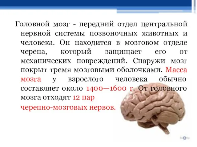 Головной мозг - передний отдел центральной нервной системы позвоночных животных