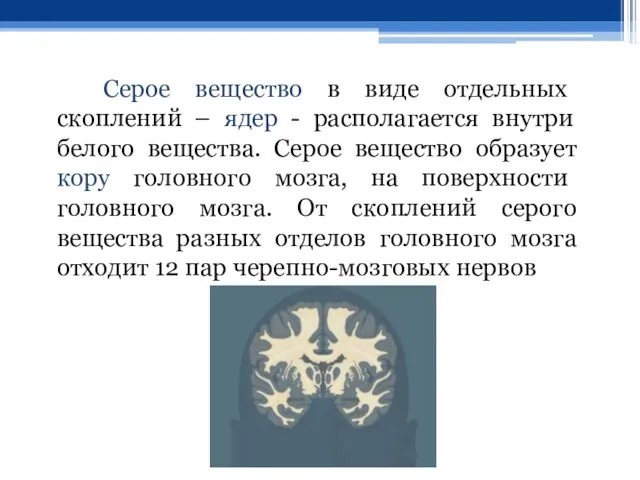 Серое вещество в виде отдельных скоплений – ядер - располагается